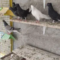کبوتر دم سفید