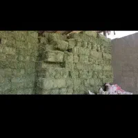 یونجه چین اول