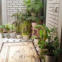 خانه|گل و گیاه طبیعی|قهدریجان, |دیوار