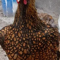 مرغ و خروس ویاندوت