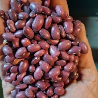 لوبیا قرمز درجه یک