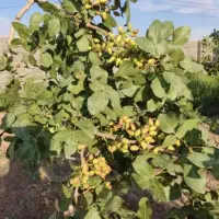 باغ-پسته-روستایی