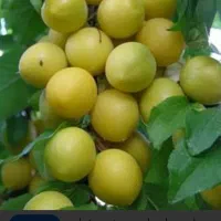 الو طلایی