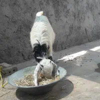 بیگ ماه چاق چاق