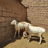 میش چینی