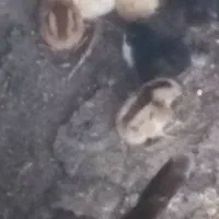 جوجه مرغ گلین ریشو پاپر
