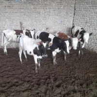 گوساله