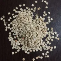 فروش بذر  فلفل دلمه 71/41 فضای باز