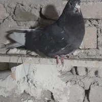 کبوتر تیرماهی