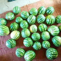 هندوانه شیرین کیلو ۱۵هزار تومان