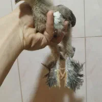 امپراتور۲۷روزه