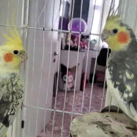 یک جفت عروس هلندی سخنگو
