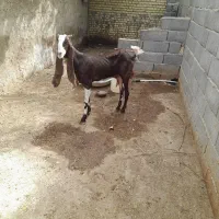 بزپاکستانی
