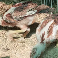 جوجه مرغ لاری