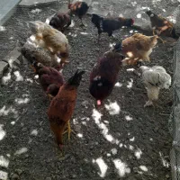 مرغ و خروس