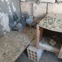 کبوتر سبز المانی
