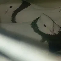 یک جفت کفتر طوقی