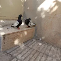 کبوتر جفتگاه به شرط جوجه