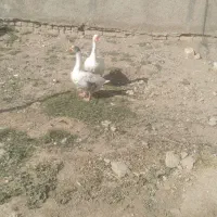 غاز محلی جوان