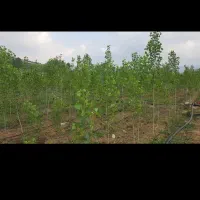استخدام باغبان از منطقه کیاسر