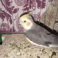 معاوضه ندارم