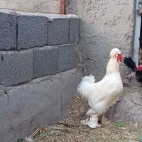 خروس سلطان