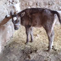 گاو شیری|حیوانات مزرعه|کرمانشاه, |دیوار