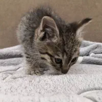 بچه گربه ۲ ماهه