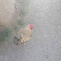 خروس فروشی