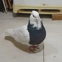 فروش کبوتر طوقی