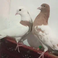 کفتر|پرنده|زاهدان, |دیوار