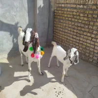 بزپاکستانی