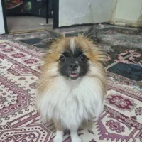 سگ پامر