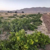 هزار متر باغ انگور روستای ترشاب
