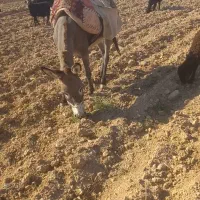 الاغ ماده