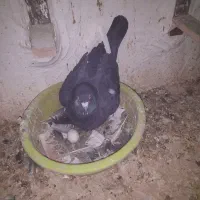 نروماده پلنگ روتخم جوجه هاشونم دونه خور شدن