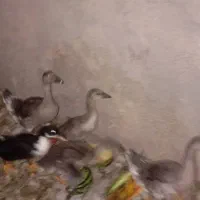 جوجه بت قوغاز