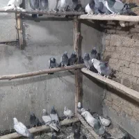 کفتر فروشی