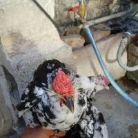 جوجه|حیوانات مزرعه|شیراز, کرونی(خاتونک)|دیوار