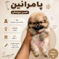 توی پودل و پامرانین خرسی(فنجونی)