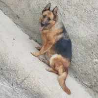 سگ ژرمن