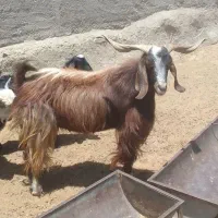 نربز