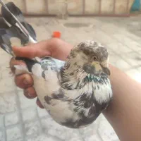 کفتر|پرنده|ملایر, |دیوار