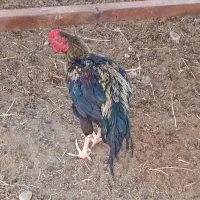 خروس لاری