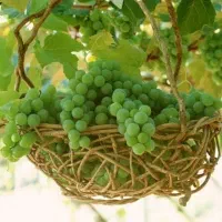 آبغوره + سرکه سیب
