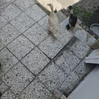 اردک