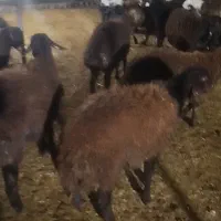 بره نر|حیوانات مزرعه|قلندر آباد, |دیوار