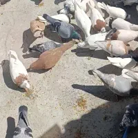 کبوتر های جفتی پلاکی و طوقی و شهری چپ و راست