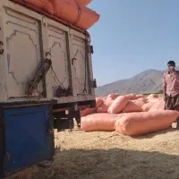 کاه گندم