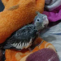 جوجه عروس هلندی سرلاکی